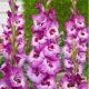 Gladiolus - Elvive