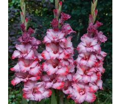 Gladiolus - Ted´s Trump