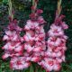 Gladiolus - Ted´s Trump