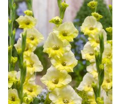 Gladiolus - Banana Ice