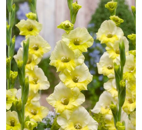 Gladiolus - Banana Ice