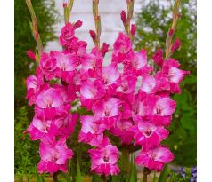 Gladiolus - Fairytale Pink