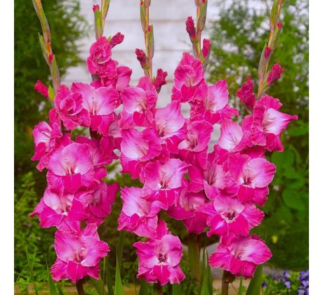 Gladiolus - Fairytale Pink