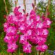 Gladiolus - Fairytale Pink