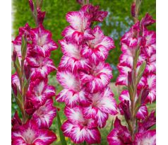 Gladiolus - Repolio Rojo