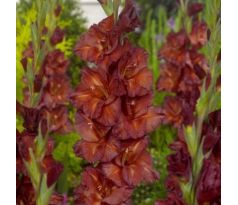 Gladiolus - Chocolate