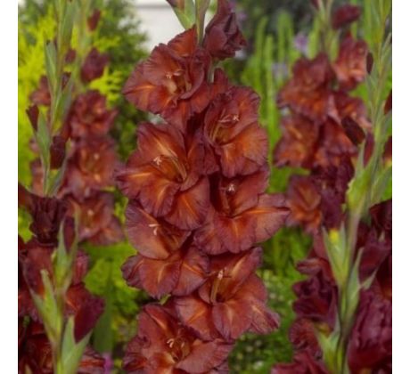 Gladiolus - Chocolate