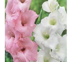 Gladiolus - Duo Pink & White