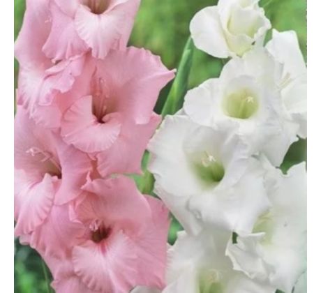 Gladiolus - Duo Pink & White