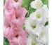 Gladiolus - Duo Pink & White