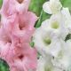 Gladiolus - Duo Pink & White