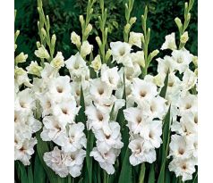 Gladiolus large pack - white /50ks