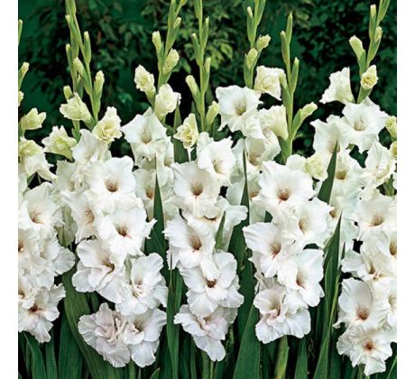 Gladiolus large pack - white /50ks