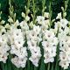 Gladiolus large pack - white /50ks