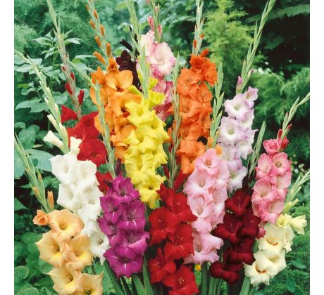 Gladiolus large flowered - mixed 50ks