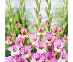 Gladiolus - Maggie