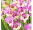 Gladiolus - Maggie