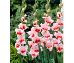 Gladiolus Butterfly - Shocking