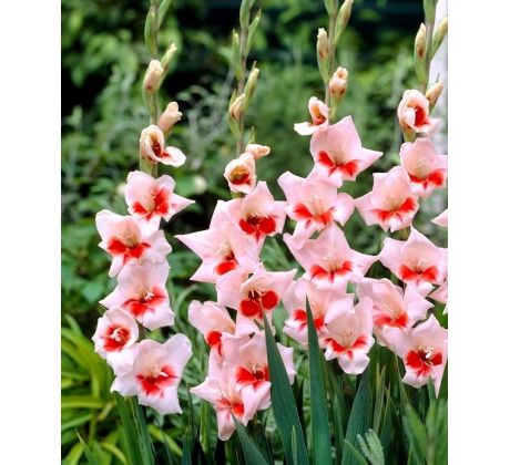 Gladiolus Butterfly - Shocking