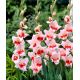 Gladiolus Butterfly - Shocking