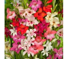 Gladiolus nanus - mixed