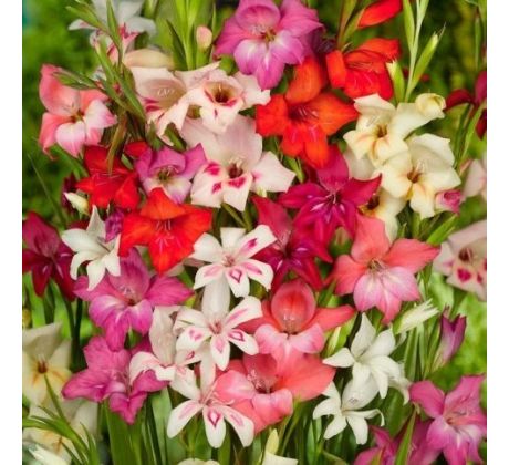 Gladiolus nanus - mixed