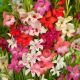 Gladiolus nanus - mixed