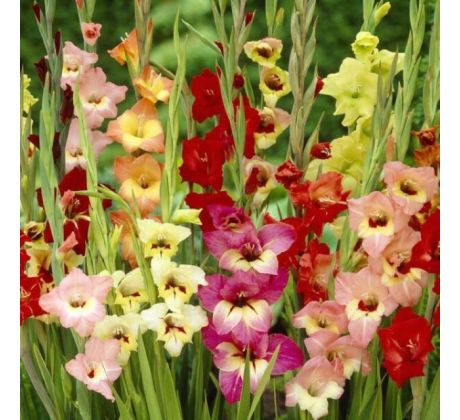 Gladiolus Butterfly - Mixed