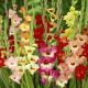 Gladiolus Butterfly - Mixed