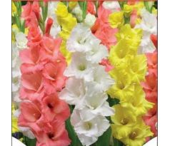 Gladiolus - Trio Bright Light