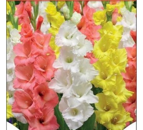 Gladiolus - Trio Bright Light