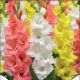 Gladiolus - Trio Bright Light