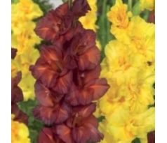 Gladiolus - Duo Chocolate & Lemon Drops