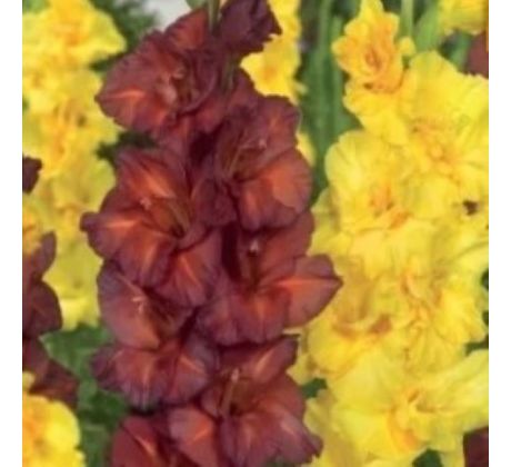 Gladiolus - Duo Chocolate & Lemon Drops