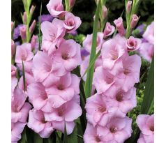 Gladiolus - Orleans