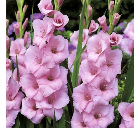 Gladiolus - Orleans