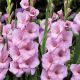 Gladiolus - Orleans