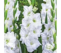 Gladiolus - White Prosperity L