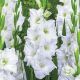 Gladiolus - White Prosperity L