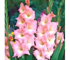 Gladiolus - Rose Supreme