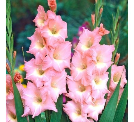 Gladiolus - Rose Supreme