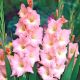 Gladiolus - Rose Supreme