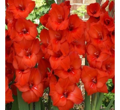 Gladiolus large flowered - red