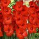 Gladiolus large flowered - red