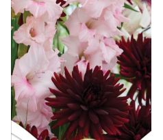 Duo Dahlia - Gladiolus