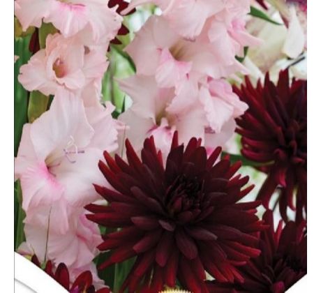 Duo Dahlia - Gladiolus