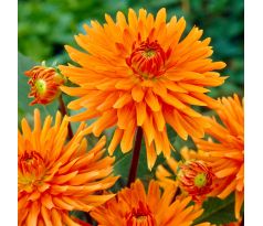 Dahlia Cactus - Ludwig Helfert