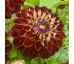Dahlia - Jowey Joshua