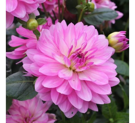 Dahlia - Christine