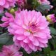 Dahlia - Christine